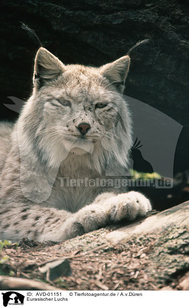 Eurasischer Luchs / eurasian lynx / AVD-01151