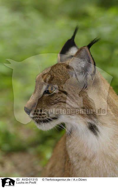 Luchs im Profil / AVD-01315