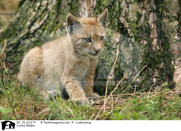 Luchs Welpe / FL-01217