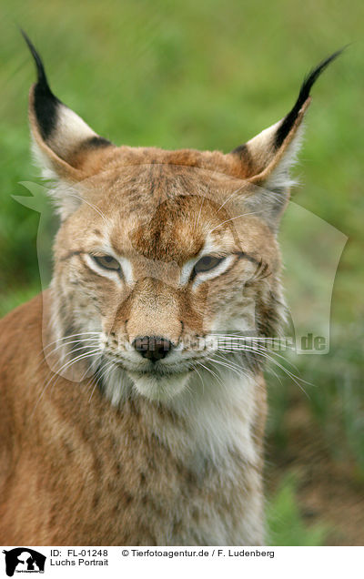 Luchs Portrait / lynx portrait / FL-01248