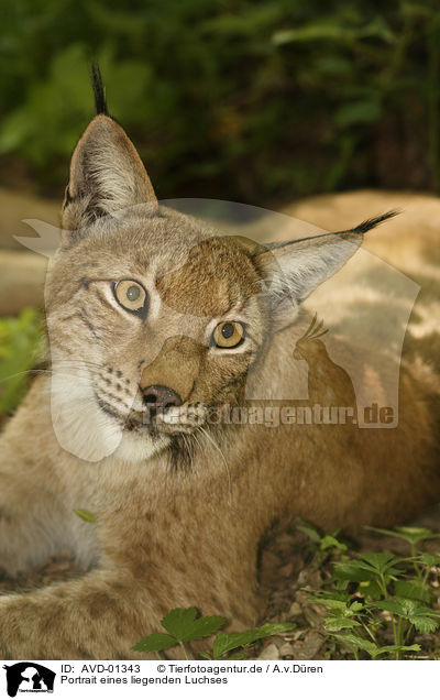 Portrait eines liegenden Luchses / AVD-01343