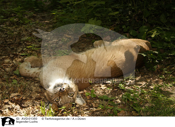 liegender Luchs / lying lynx / AVD-01350