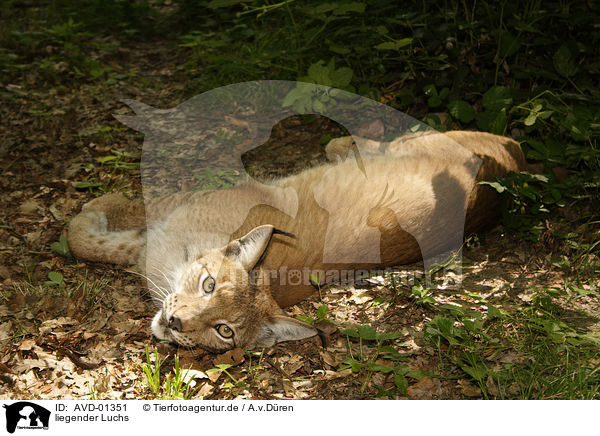 liegender Luchs / AVD-01351