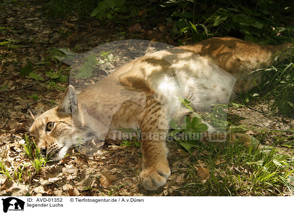 liegender Luchs / lying lynx / AVD-01352