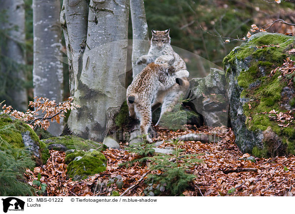 Luchs / lynx / MBS-01222