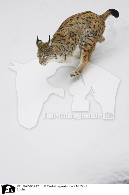Luchs / MAZ-01417
