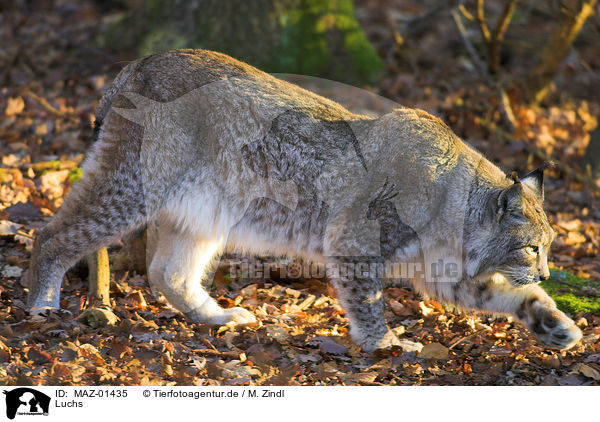 Luchs / MAZ-01435