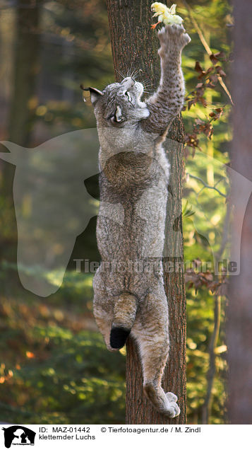 kletternder Luchs / climbing lynx / MAZ-01442