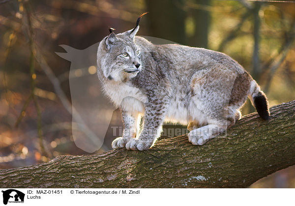 Luchs / MAZ-01451