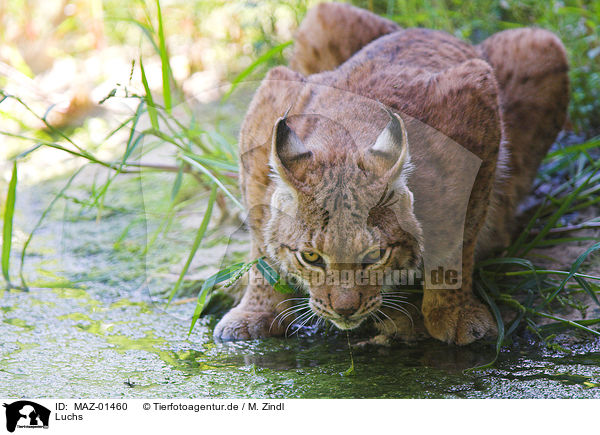 Luchs / MAZ-01460