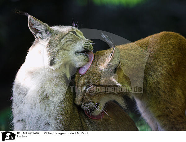Luchse / lynxes / MAZ-01462