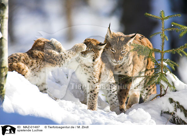 spielende Luchse / playing lynxes / MAZ-01487