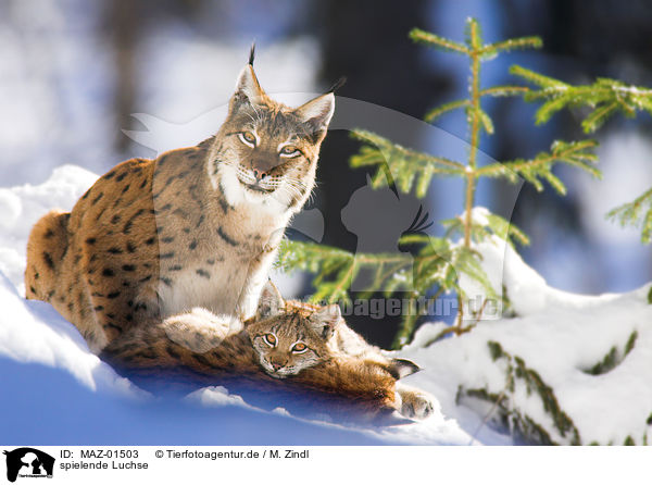 spielende Luchse / playing lynxes / MAZ-01503