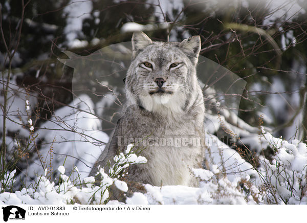Luchs im Schnee / lynx in snow / AVD-01883
