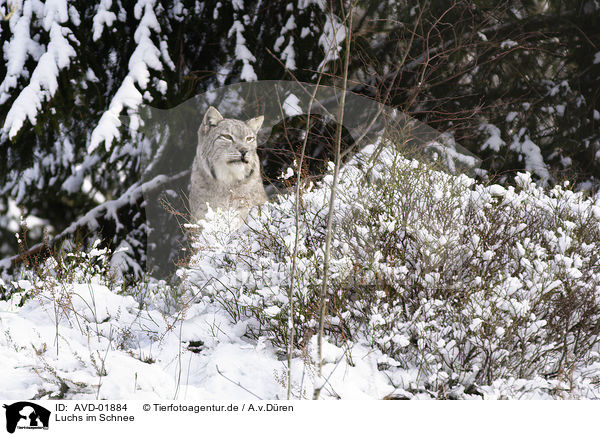 Luchs im Schnee / lynx in snow / AVD-01884