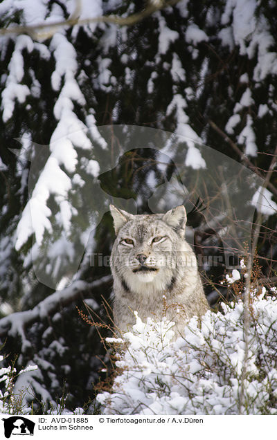 Luchs im Schnee / lynx in snow / AVD-01885