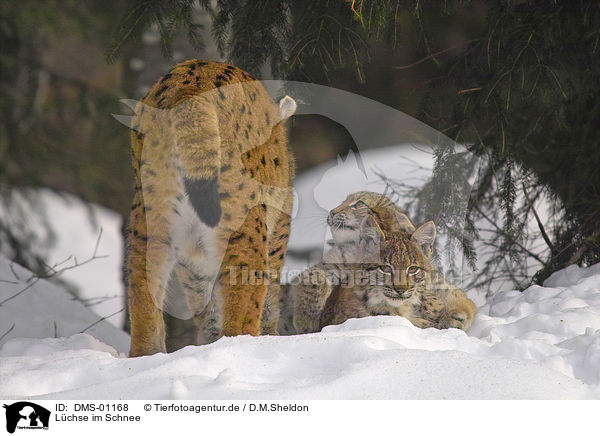 Lchse im Schnee / lynxes in snow / DMS-01168