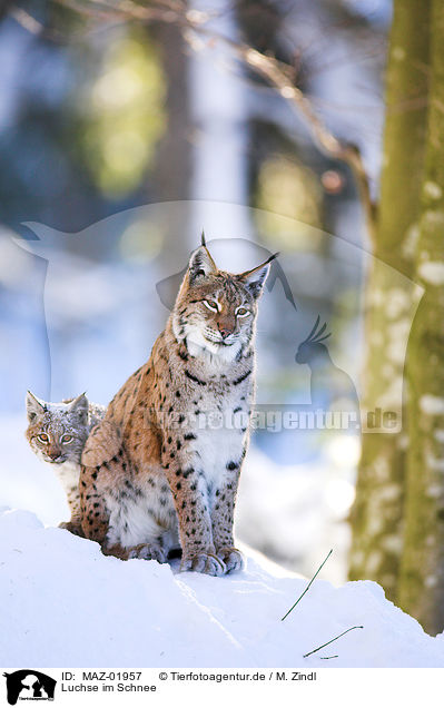 Luchse im Schnee / lynxes in snow / MAZ-01957