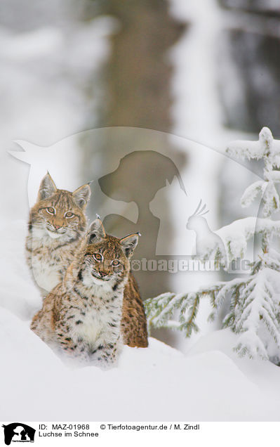 Luchse im Schnee / lynxes in snow / MAZ-01968