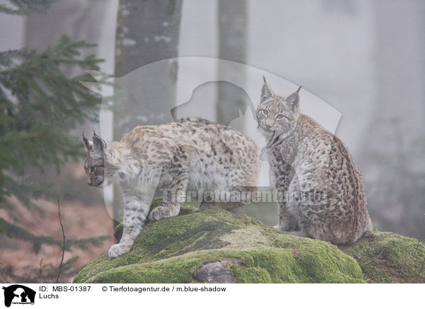 Luchs / MBS-01387