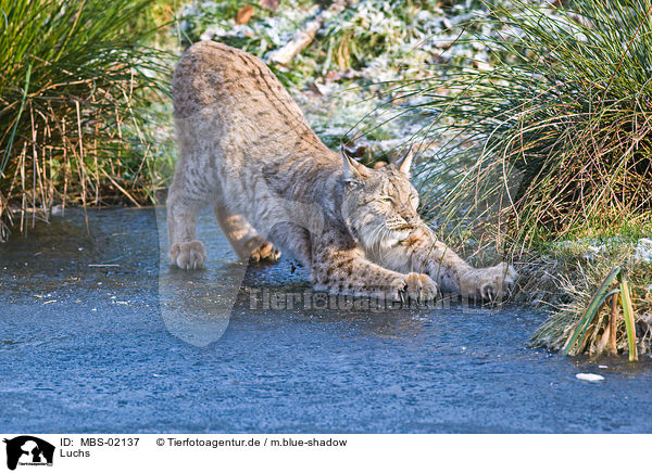 Luchs / lynx / MBS-02137