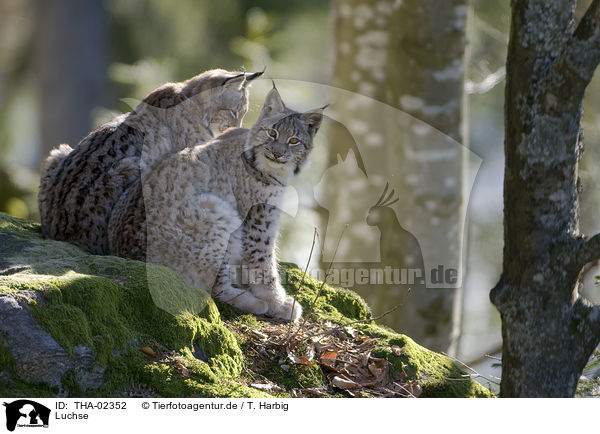 Luchse / lynx / THA-02352