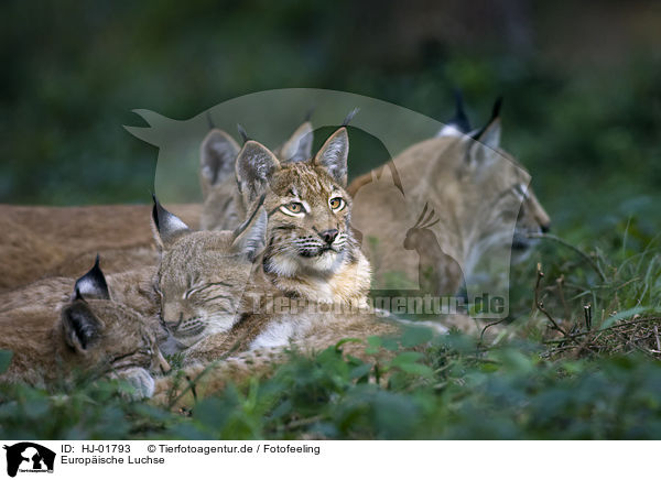Europische Luchse / European lynx / HJ-01793