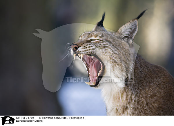 Europischer Luchs / European lynx / HJ-01795