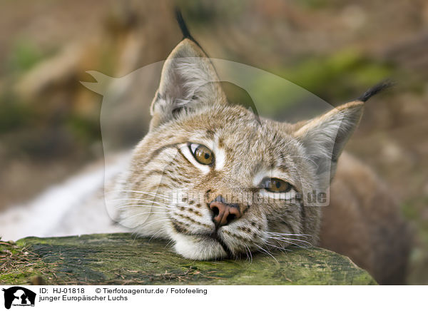 junger Europischer Luchs / young European lynx / HJ-01818