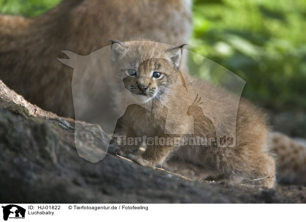 Luchsbaby / European lynx baby / HJ-01822