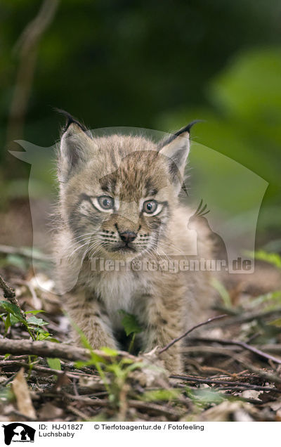 Luchsbaby / European lynx baby / HJ-01827