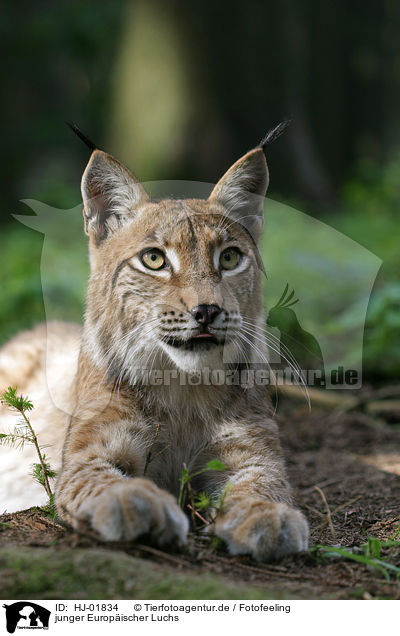 junger Europischer Luchs / young European lynx / HJ-01834