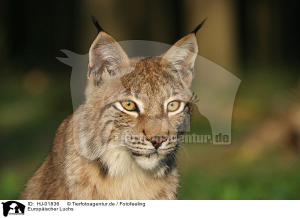 Europischer Luchs / HJ-01836