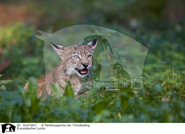 Europischer Luchs / European lynx / HJ-01841