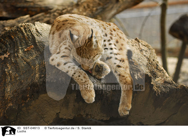 Luchs / lynx / SST-04613
