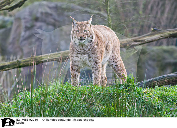 Luchs / MBS-02216