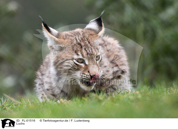 Luchs / FL-01516