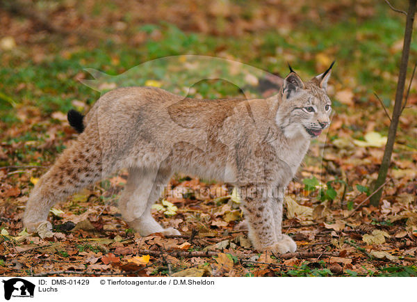 Luchs / lynx / DMS-01429