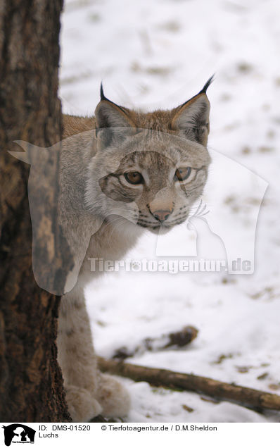 Luchs / lynx / DMS-01520