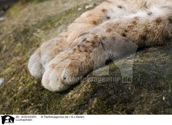 Luchspfoten / lynx paws / AVD-02291