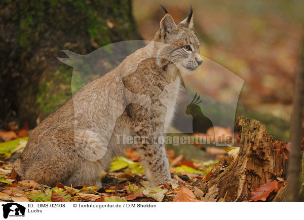 Luchs / lynx / DMS-02408