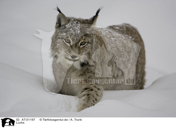 Luchs / AT-01197