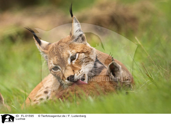 Luchse / lynxes / FL-01595
