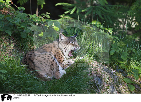 Luchs / lynx / MBS-03052
