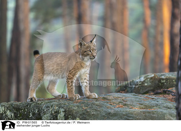 stehender junger Luchs / standing young Lynx / PW-01565