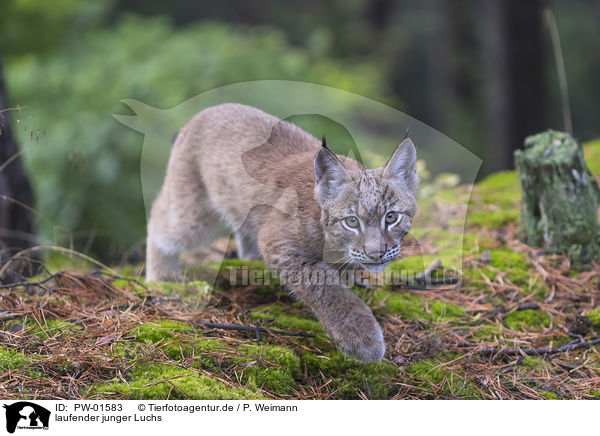 laufender junger Luchs / walking young Lynx / PW-01583