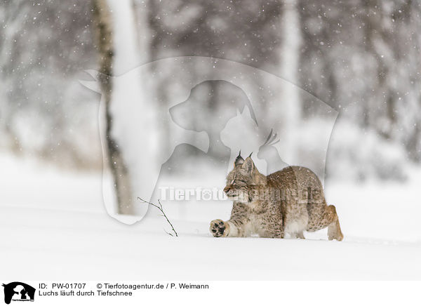 Luchs luft durch Tiefschnee / Lynx walks through deep snow / PW-01707