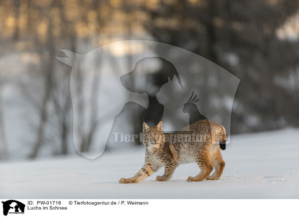 Luchs im Schnee / Lynx in the snow / PW-01716