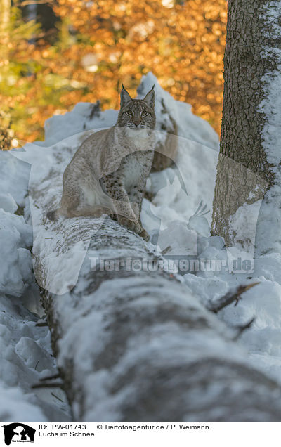 Luchs im Schnee / Lynx in the snow / PW-01743