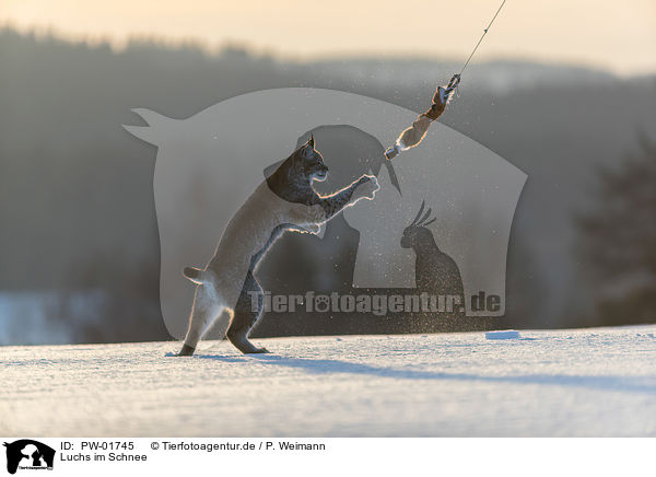 Luchs im Schnee / Lynx in the snow / PW-01745